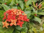 龙船花