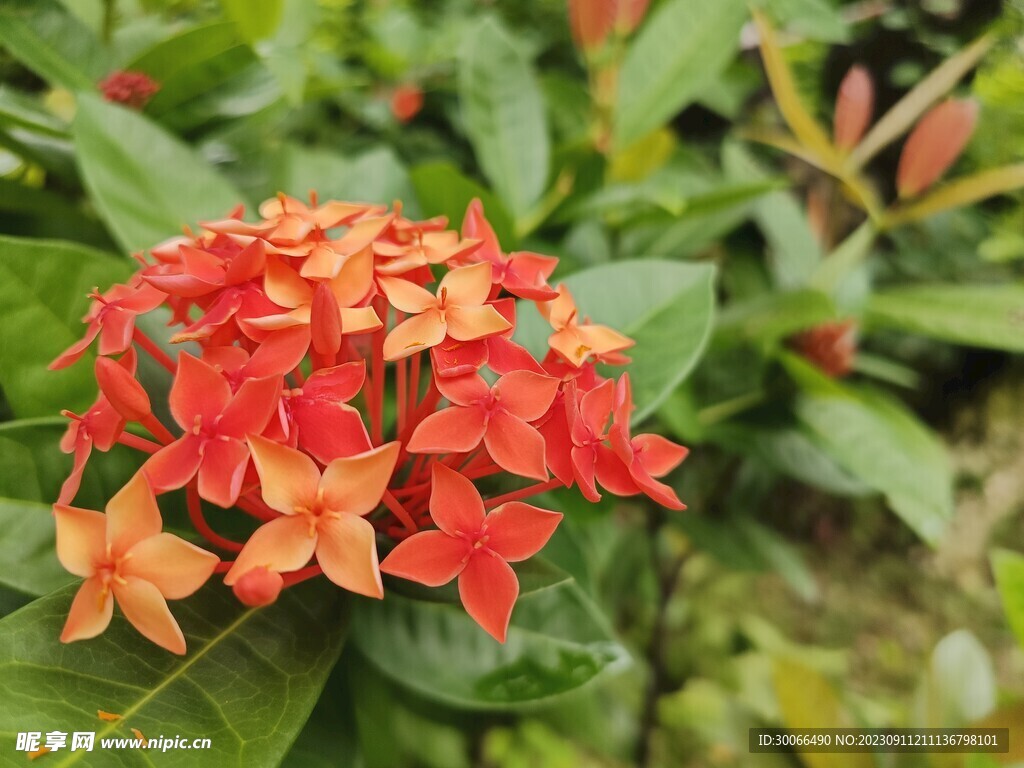 龙船花