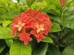 龙船花 