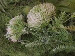 假花 假草  