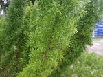 假草 