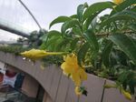 黄蝉