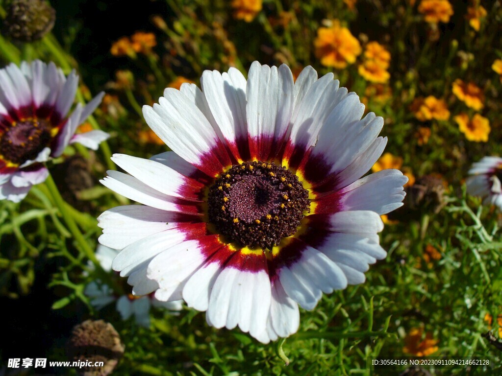 菊花