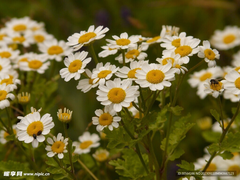 菊花