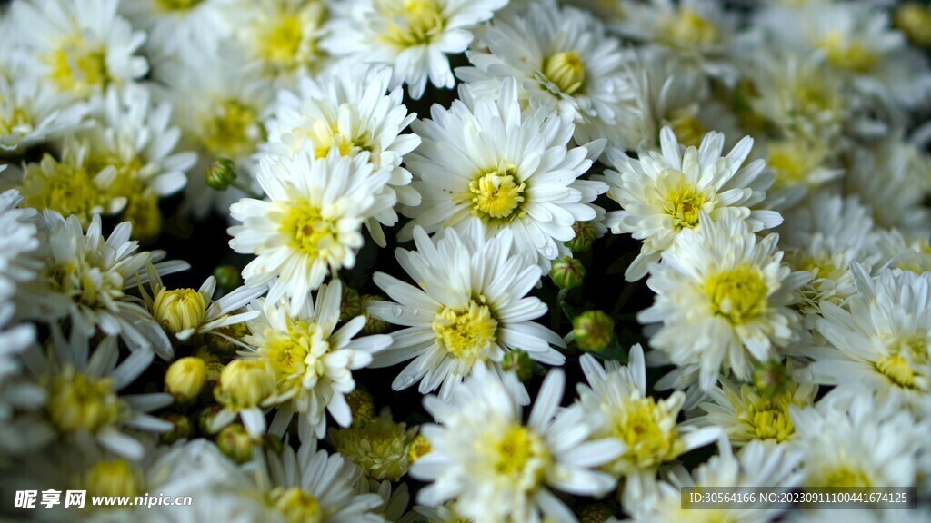 菊花