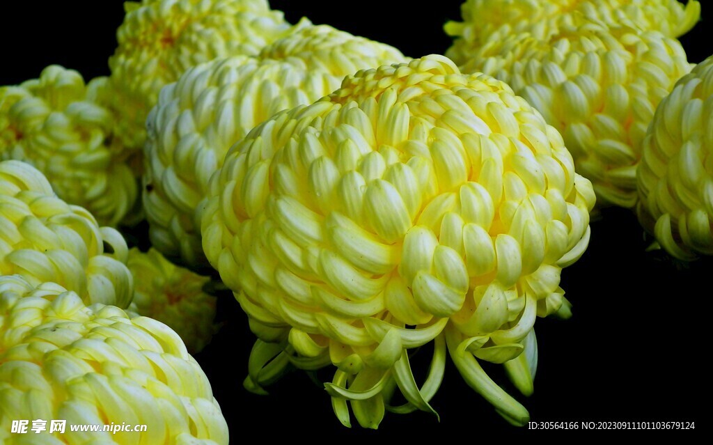 菊花