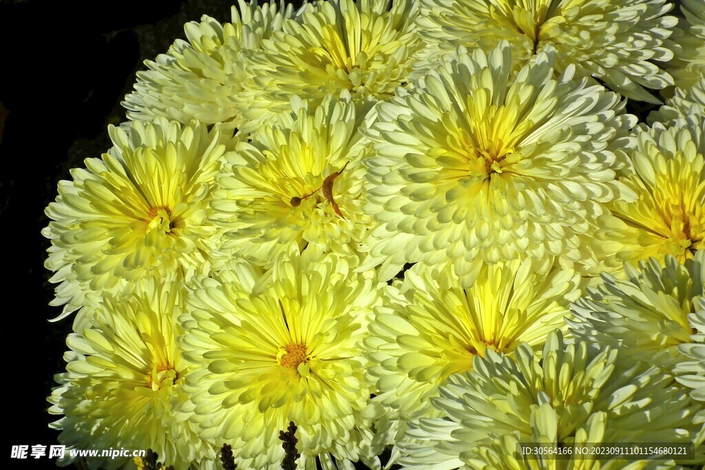 菊花