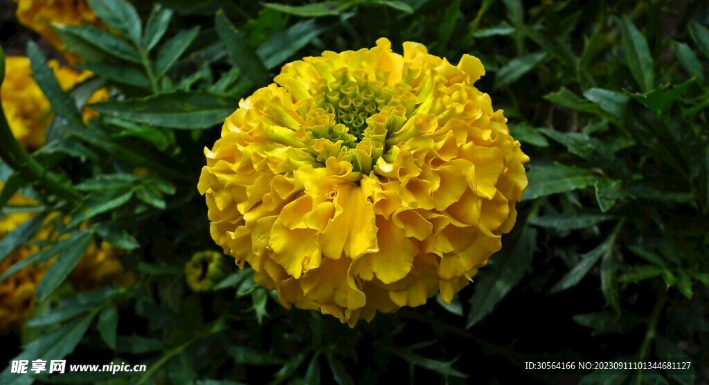 菊花