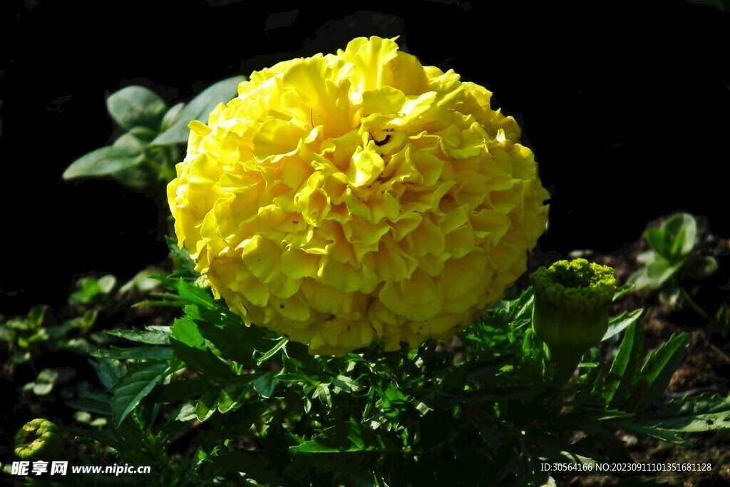 菊花