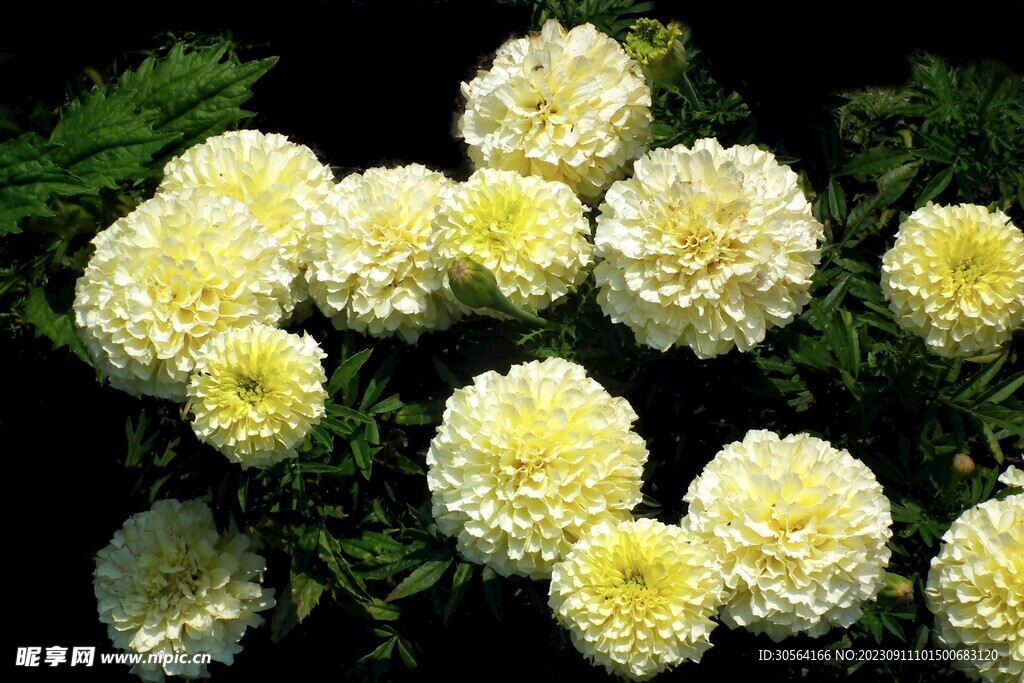 菊花