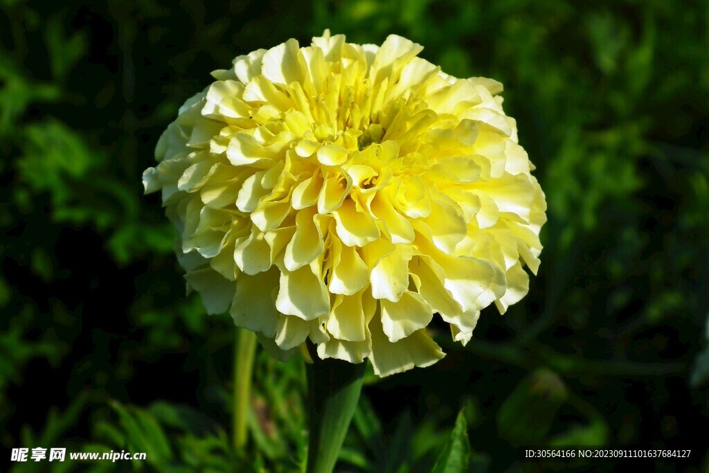 菊花
