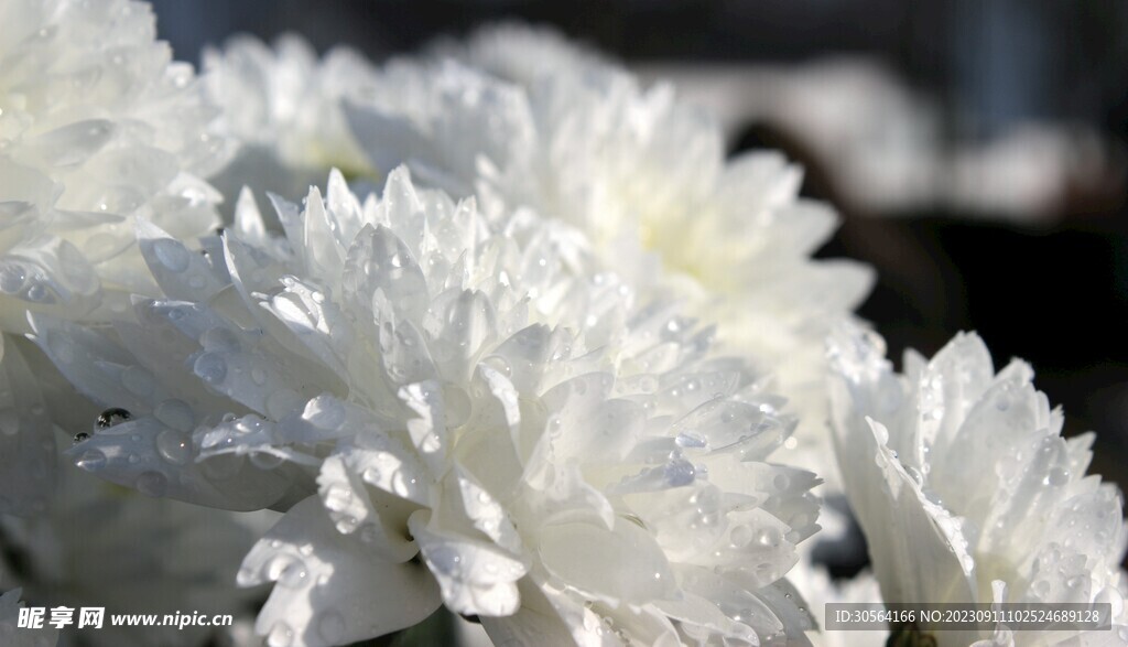 菊花