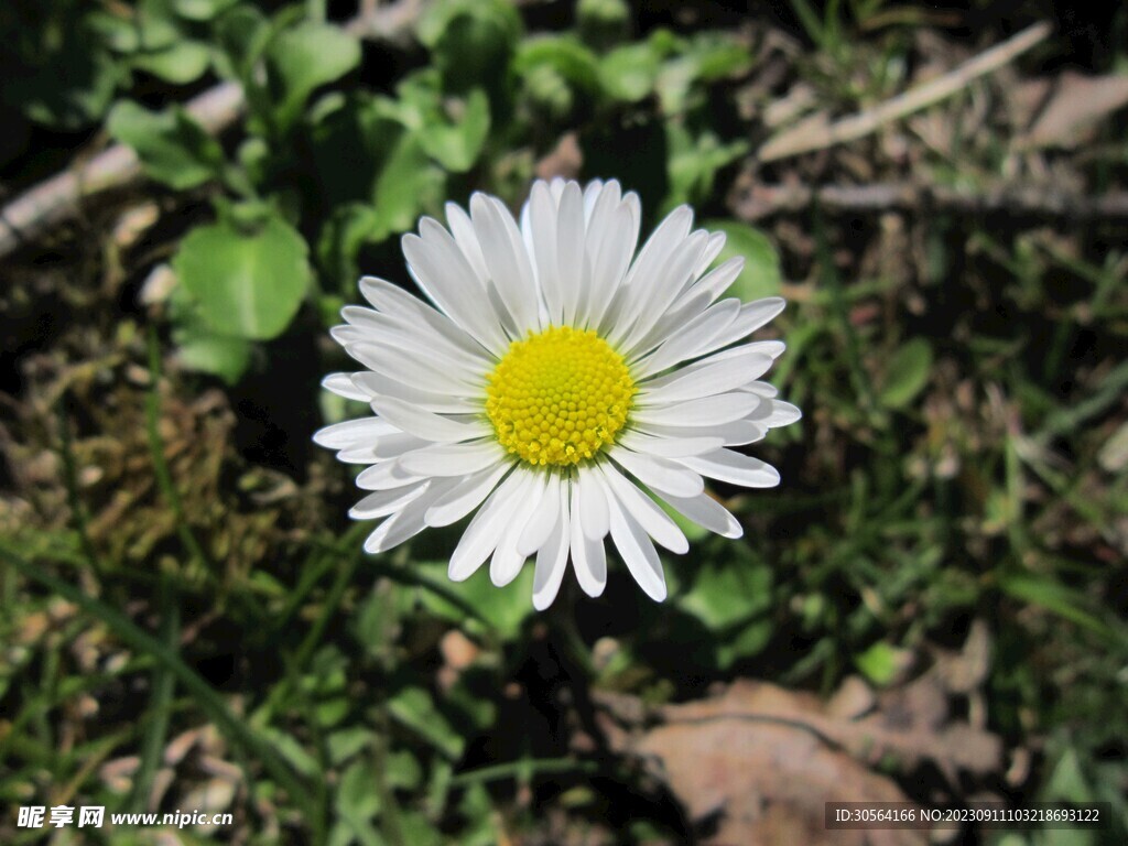 菊花