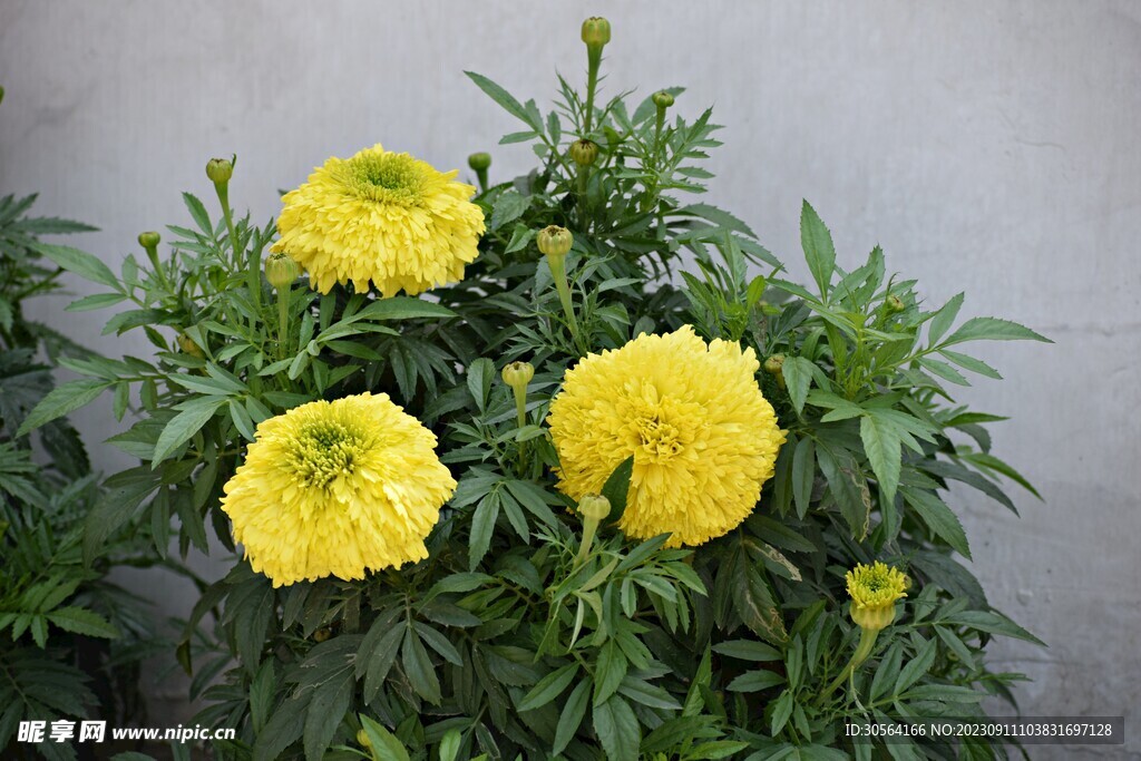 菊花