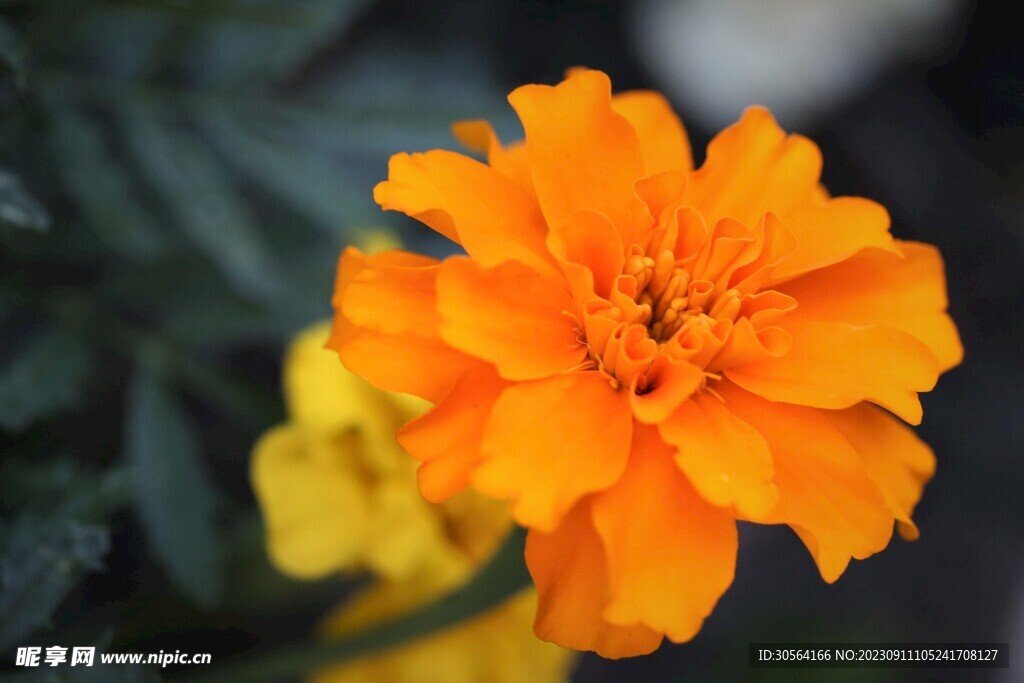 菊花