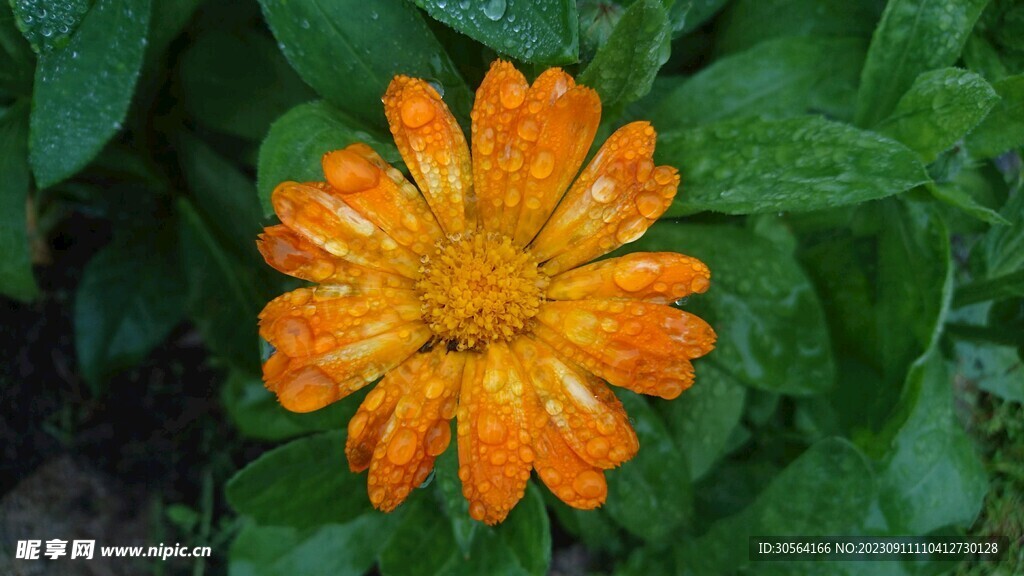 菊花