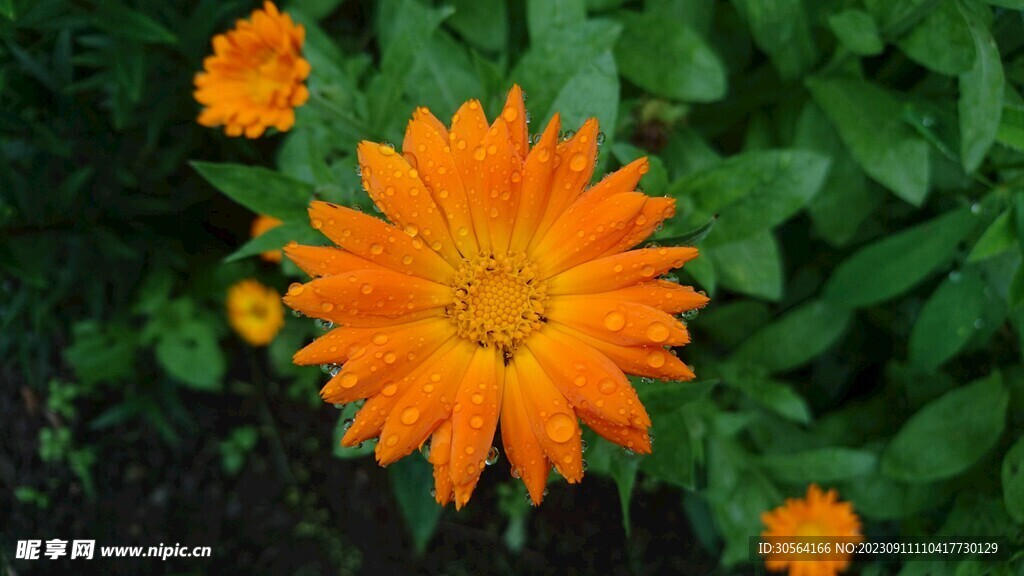 菊花