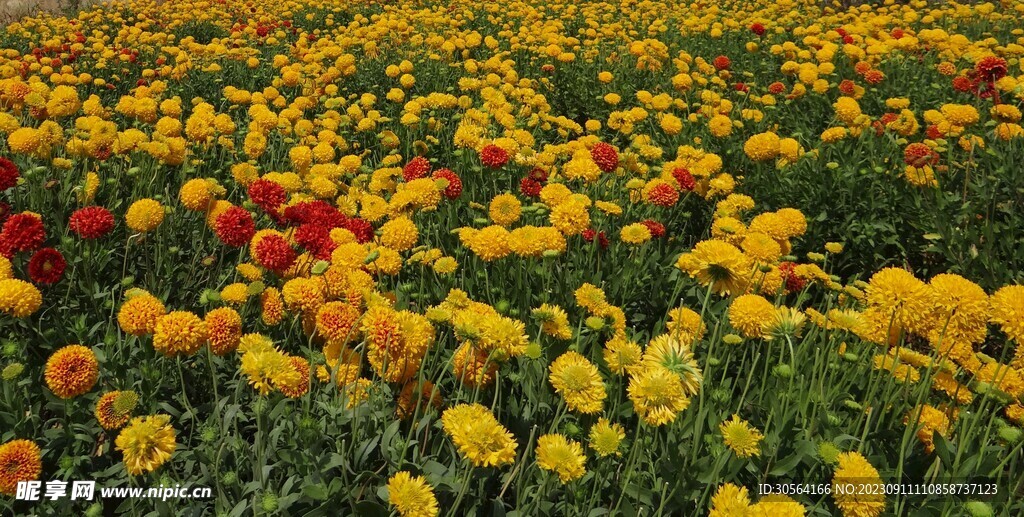 菊花