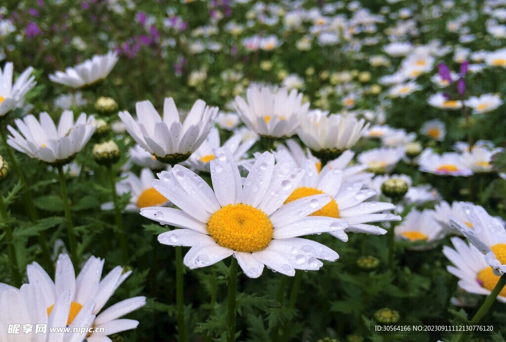 菊花