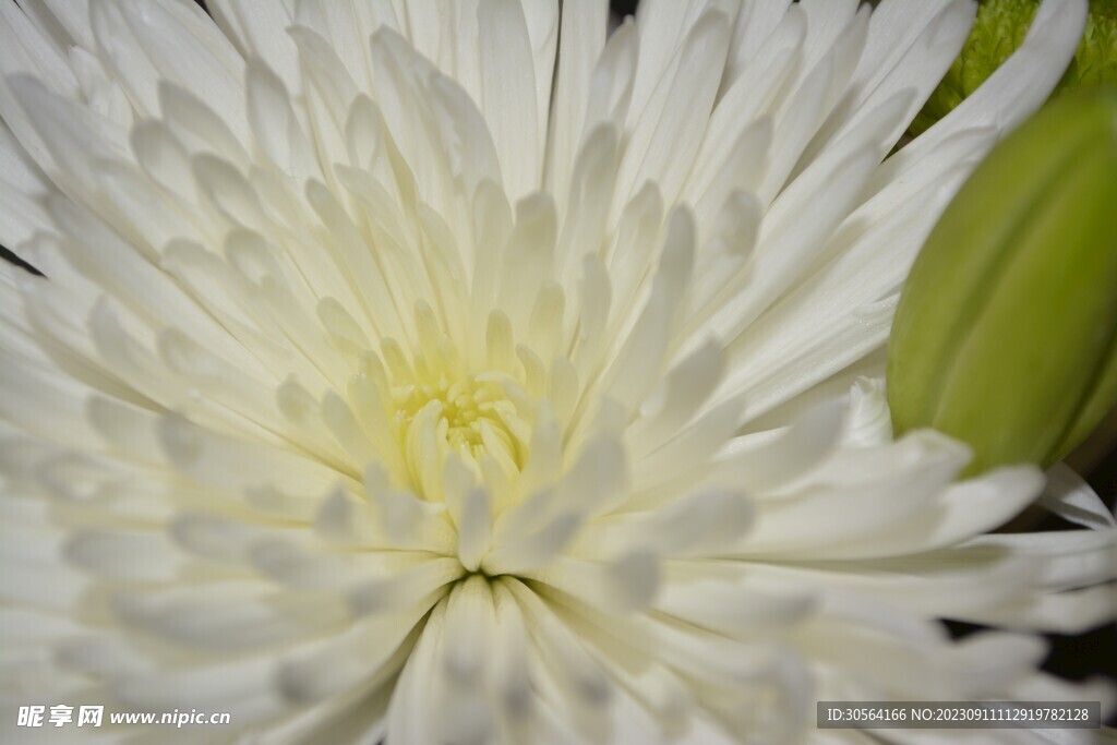 菊花