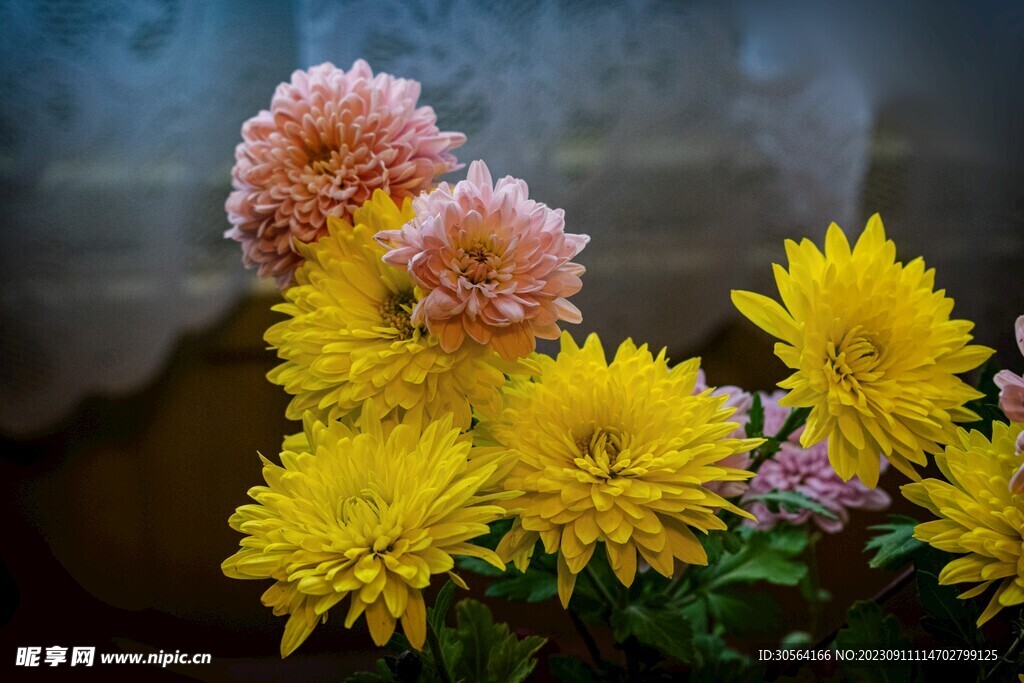 菊花