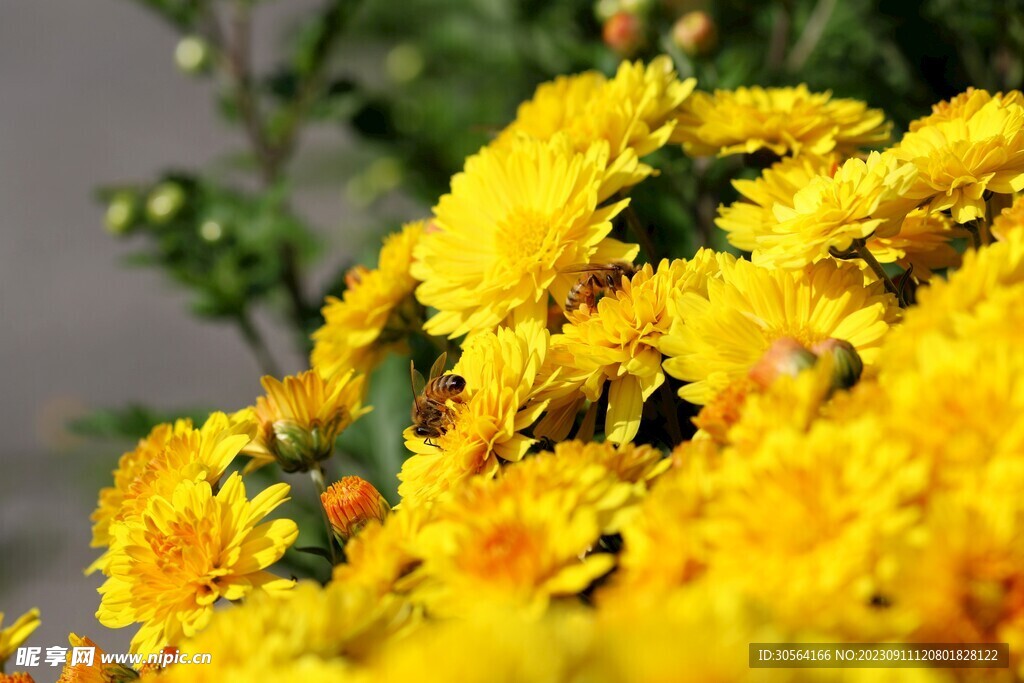 菊花