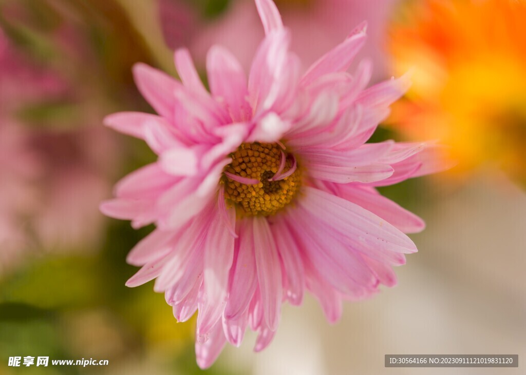 菊花