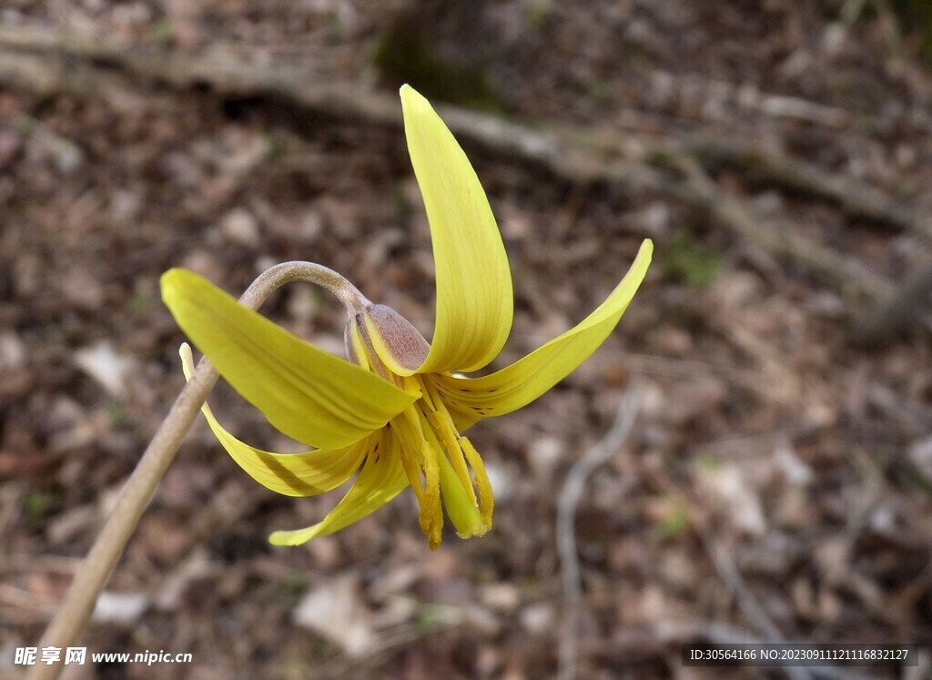 百合花