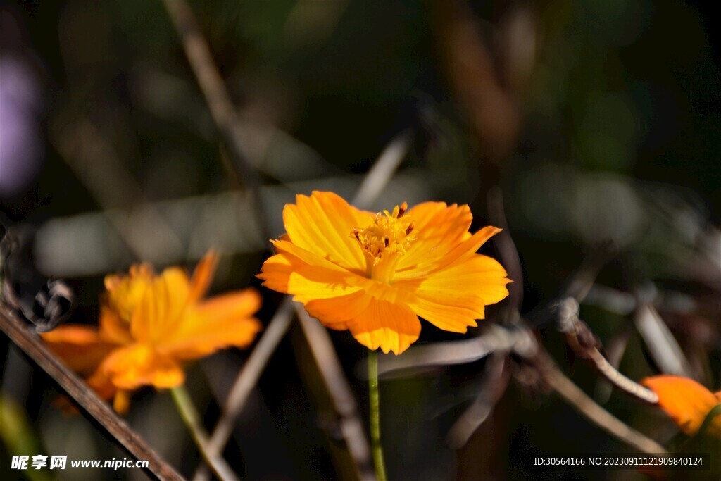 菊花