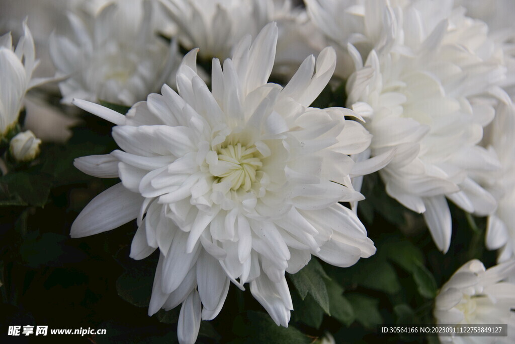菊花
