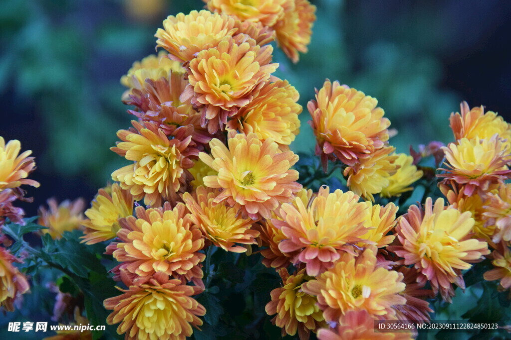 菊花