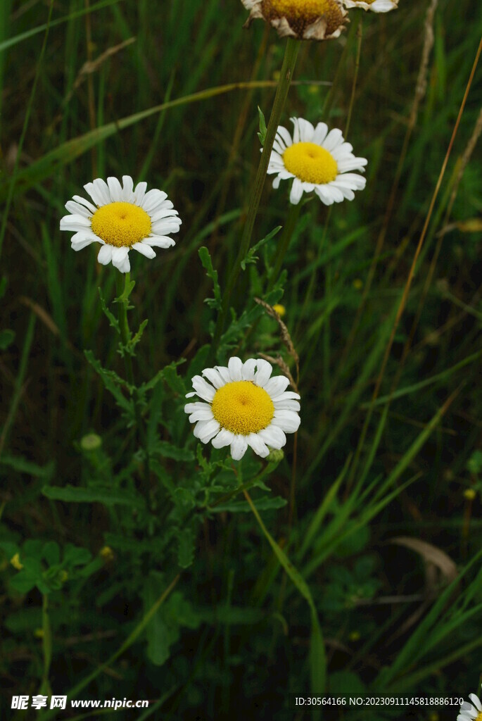 菊花