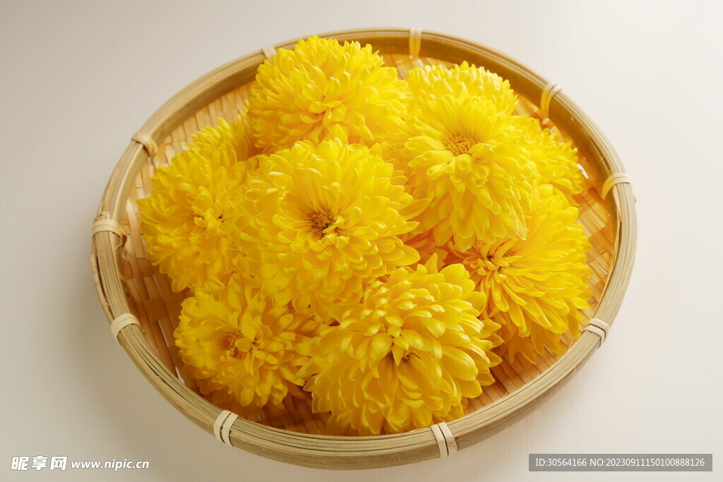 菊花