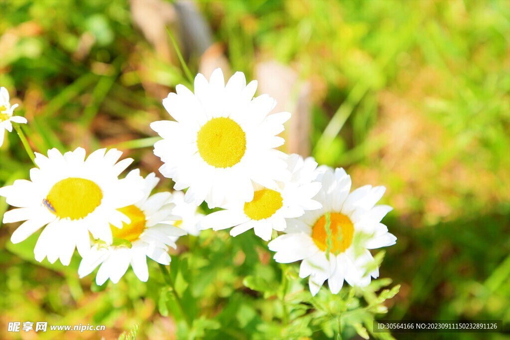 菊花