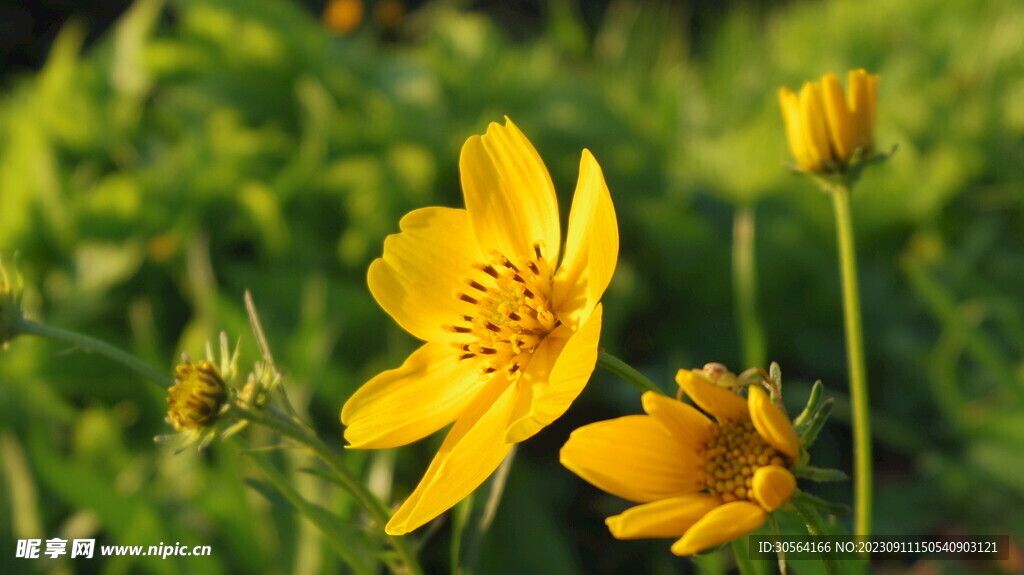 菊花