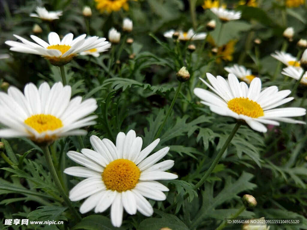 菊花