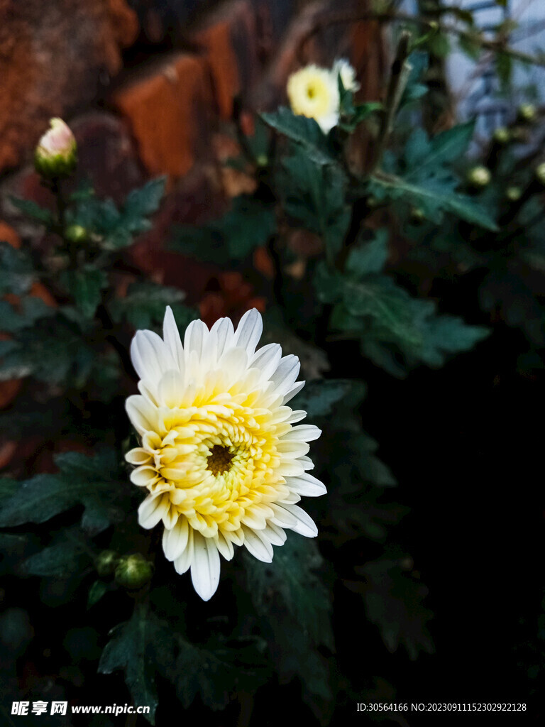 菊花