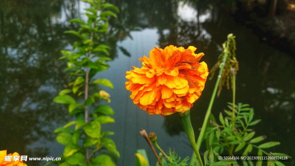 菊花