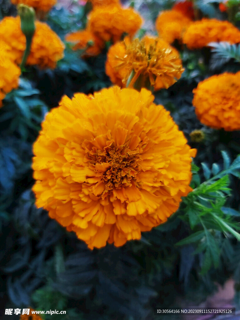 菊花