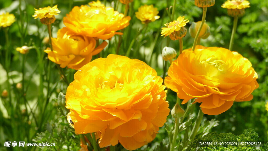 菊花