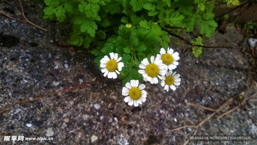 菊花