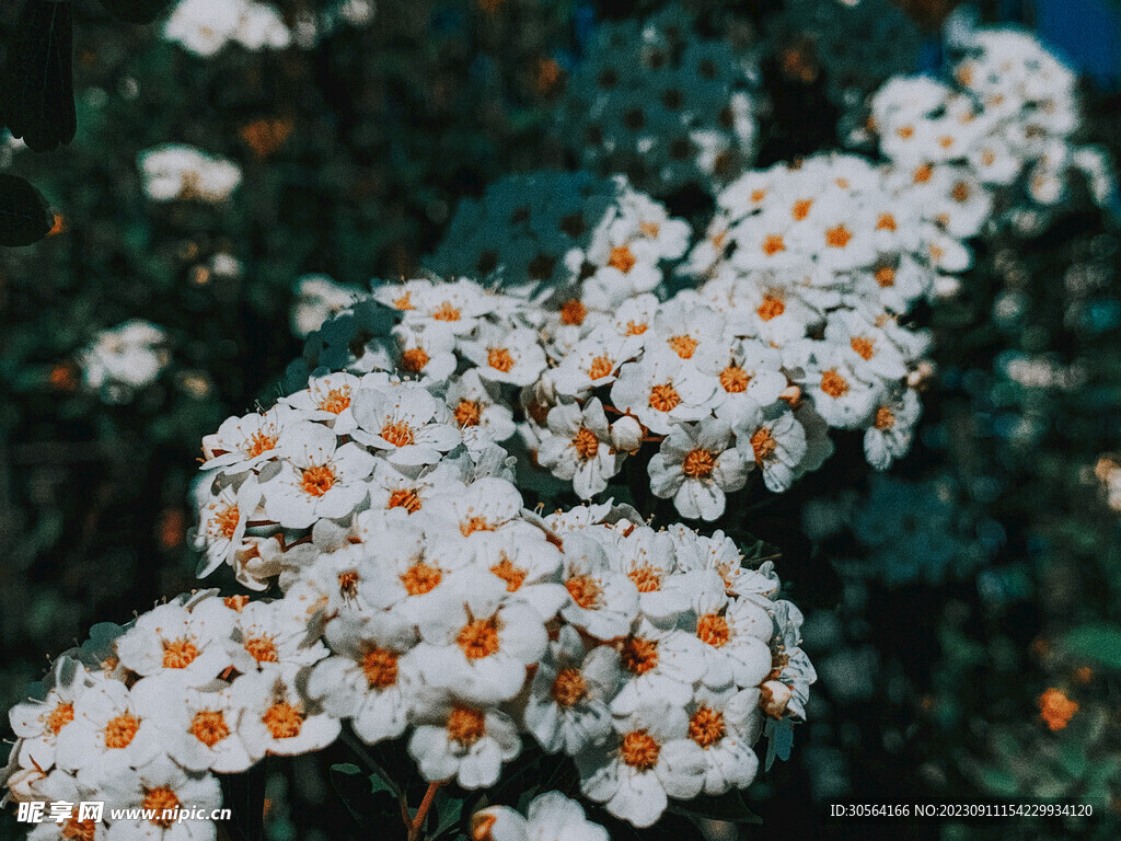 菊花