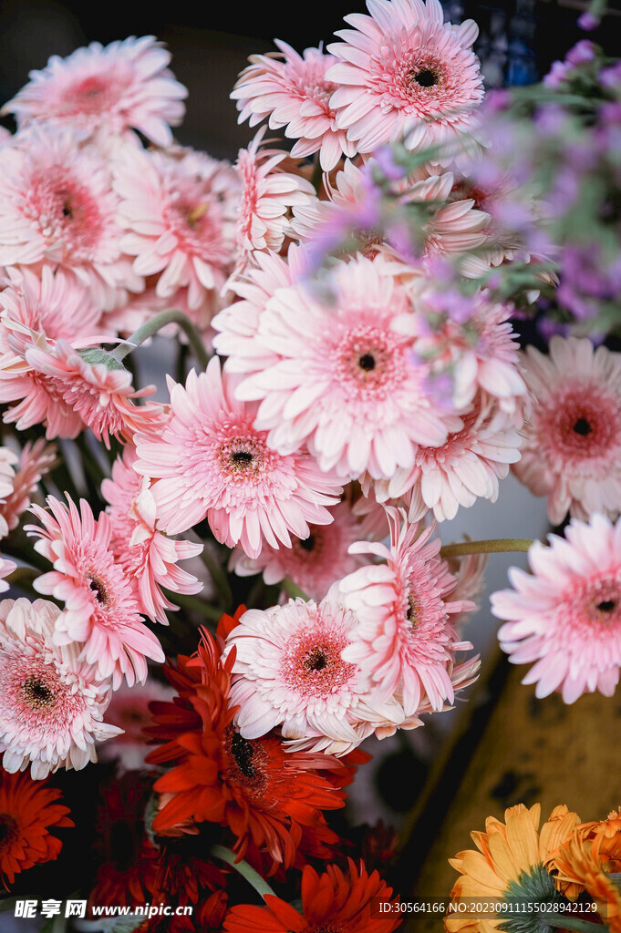 菊花