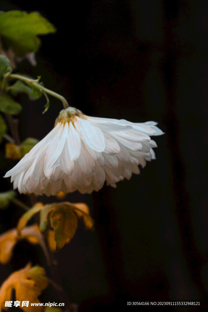 菊花