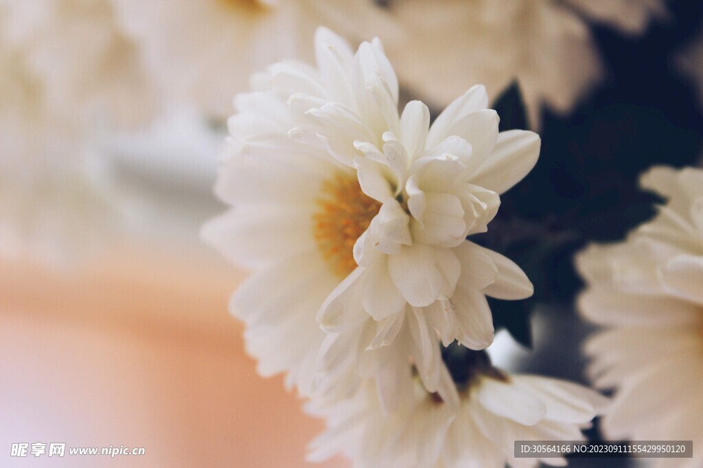 菊花