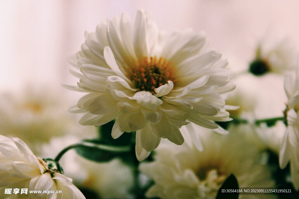 菊花