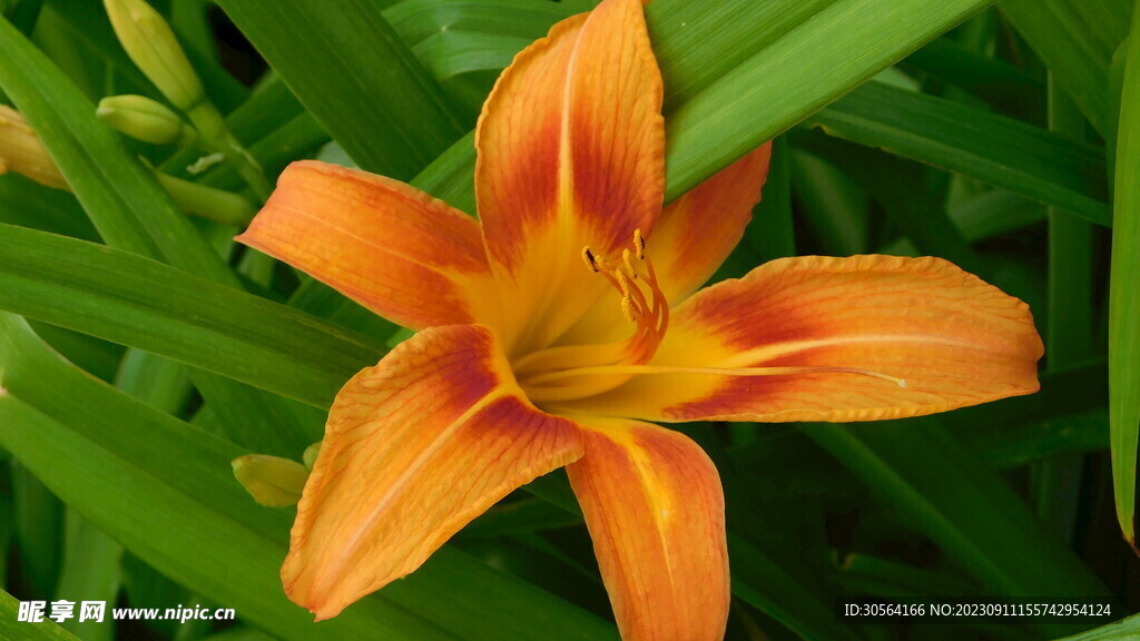 百合花