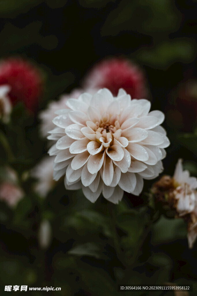 菊花