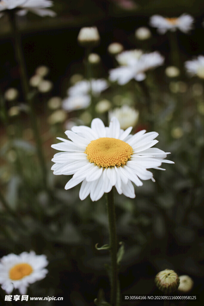 菊花