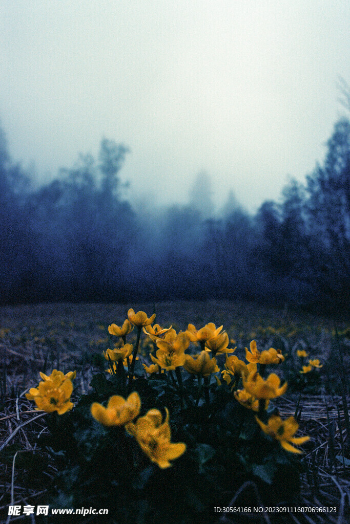 菊花